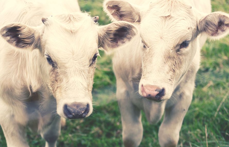 Deux vaches dans un pré