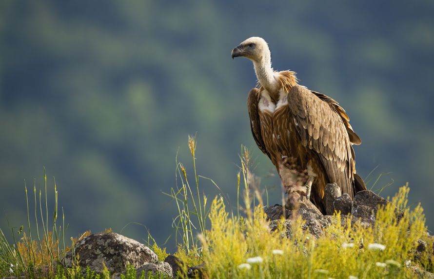 oiseaux nécrophages